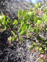 Arctostaphylos rudis