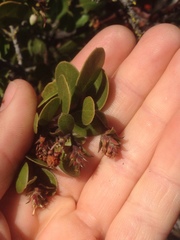 Arctostaphylos rudis