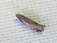 Battaristis concinnusella