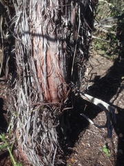 Arctostaphylos rudis