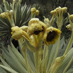 Espeletia grandiflora