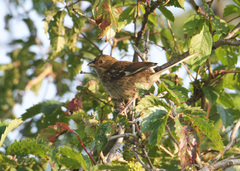 Pipilo erythrophthalmus