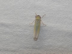 Cofana spectra