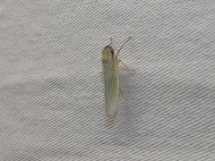 Cofana spectra