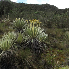 Espeletia grandiflora