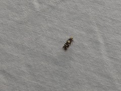 Limnaecia tetraplanetis