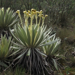 Espeletia grandiflora