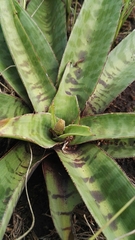 Ledebouria