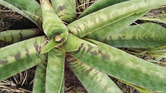 Ledebouria