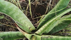 Ledebouria