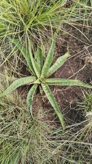 Ledebouria