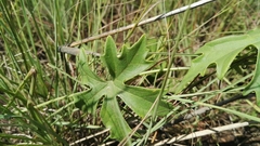 Trochomeria macrocarpa vitifolia