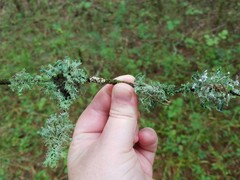 Heterodermia echinata