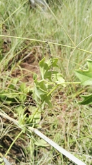 Trochomeria macrocarpa vitifolia