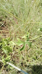 Trochomeria macrocarpa vitifolia