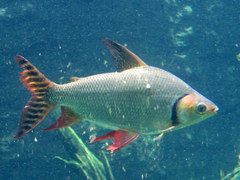 Semaprochilodus insignis