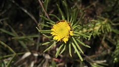 Geigeria burkei