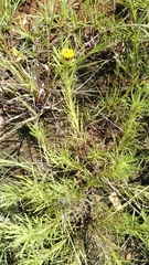Geigeria burkei
