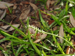 Eremochloa ophiuroides