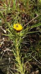 Geigeria burkei