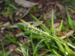 Eremochloa ophiuroides