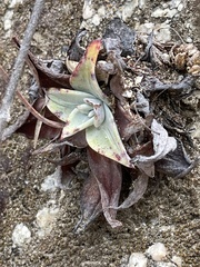 Dudleya nubigena