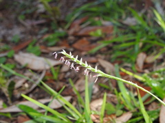 Eremochloa ophiuroides
