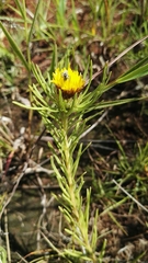 Geigeria burkei