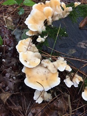 Loweomyces fractipes