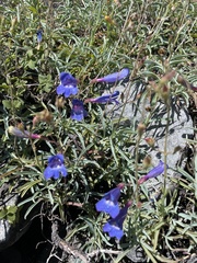 Penstemon neotericus