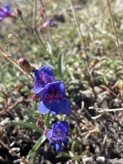 Penstemon neotericus