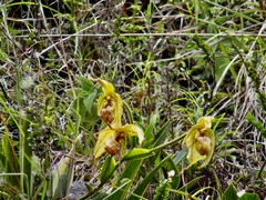 Phragmipedium