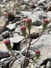 Chaenactis douglasii douglasii
