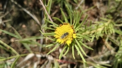 Geigeria burkei