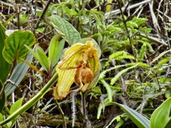 Phragmipedium