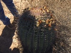 Ferocactus emoryi emoryi