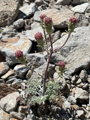 Chaenactis douglasii douglasii
