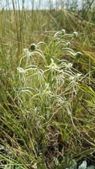 Habenaria kraenzliniana