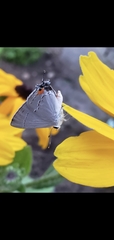 Strymon melinus