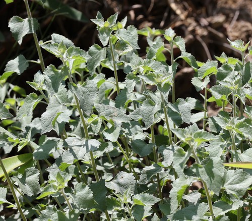 photo of California Brickellbush (Brickellia californica)