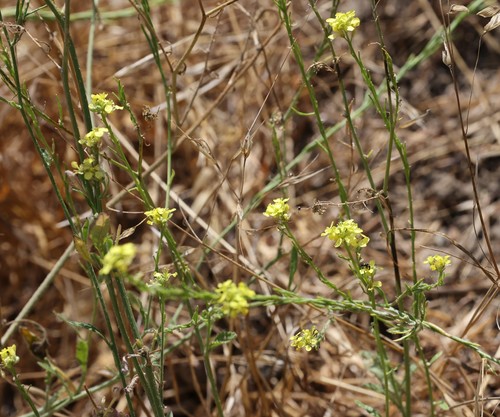 photo of Shortpod Mustard (Hirschfeldia incana)