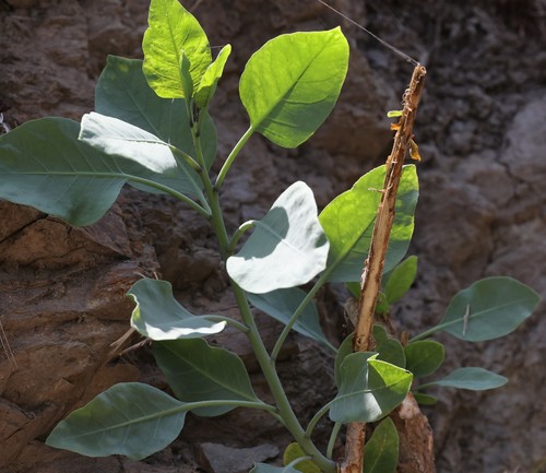 photo of Tree Tobacco (Nicotiana glauca)