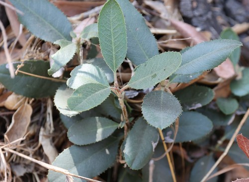 photo of Toyon (Heteromeles arbutifolia)