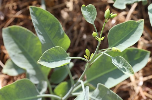 photo of Tree Tobacco (Nicotiana glauca)