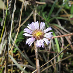 Oritrophium peruvianum
