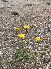 Arnica angustifolia