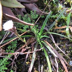 Oritrophium peruvianum