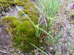 Cyperus granitophilus