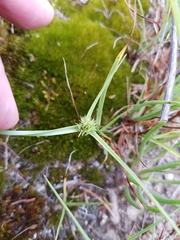 Cyperus granitophilus