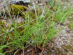 Cyperus granitophilus